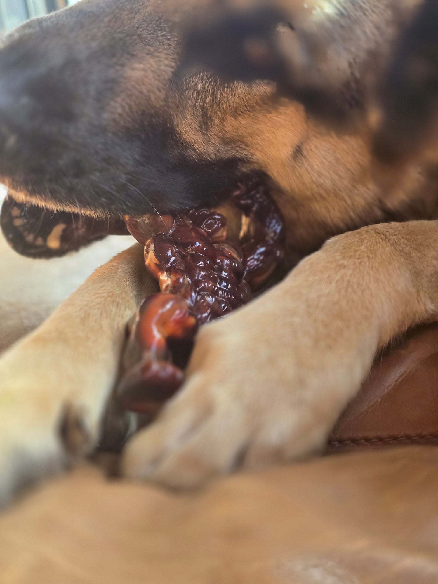 Jett busy aggressively chew testing